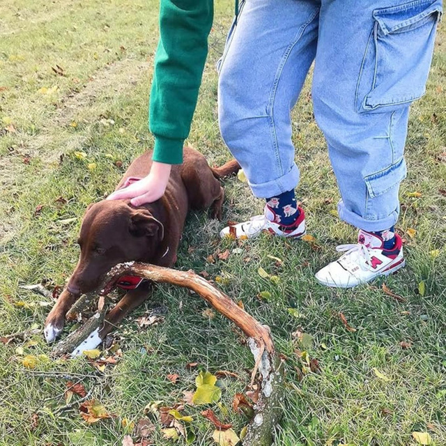 Chaussettes en boîte pour hommes SOXO labrador