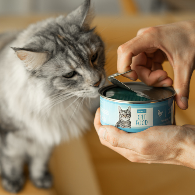 Chaussettes à chat en boîte SOXO pour hommes 