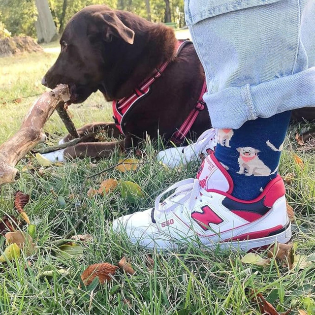 Chaussettes en boîte pour hommes SOXO labrador